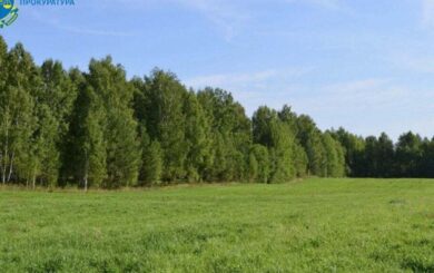 Участок стоимостью 12 миллионов: у общины Кировоградской области отсудили земли лесного фонда