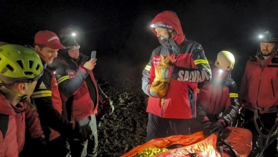 Кіт Персик зігрів ухилянта в Карпатах та врятував йому життя