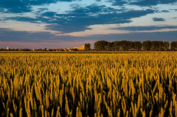Через несприятливу погоду в Україні знищено близько 3 000 тонн врожаю: яка культура постраждала найсильніше