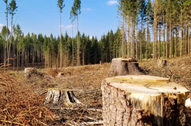 250 млн грн з вирубки лісу на Прикарпатті: ДБР викрило керівництво лісгоспу