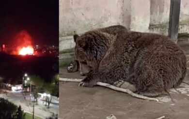 В Евпатории во время пожара в экзотариуме погибли более 200 животных