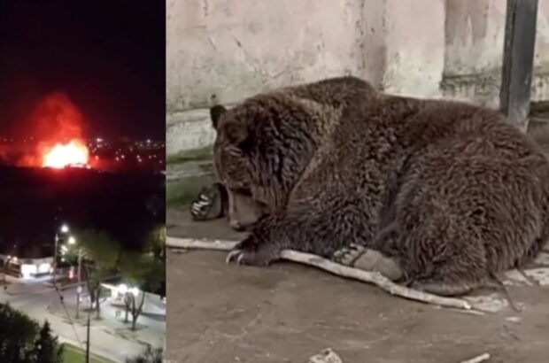 В Евпатории во время пожара в экзотариуме погибли более 200 животных
