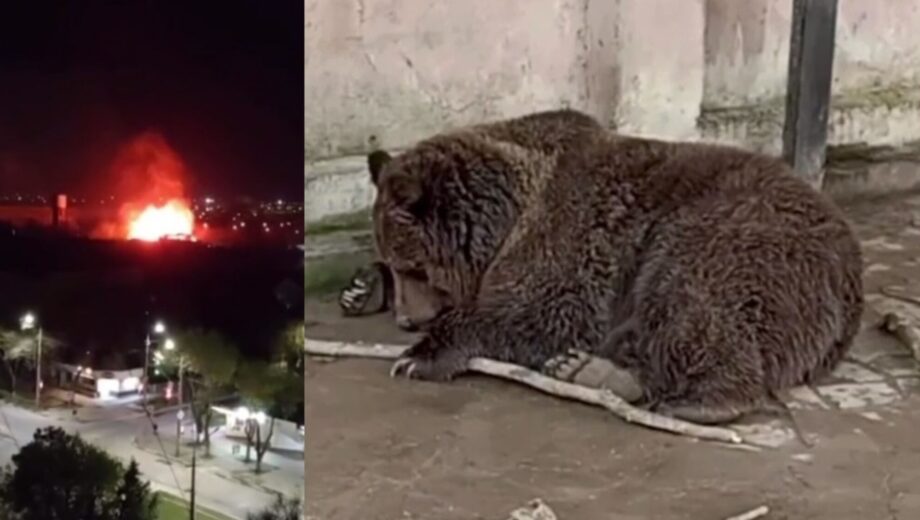В Евпатории во время пожара в экзотариуме погибли более 200 животных