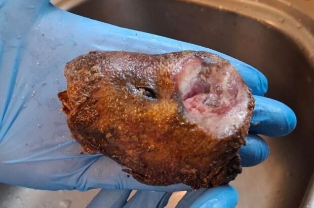 В Лондоне изъяли 11 кг нелегального мяса панголинов и крыс — мужчину задержали