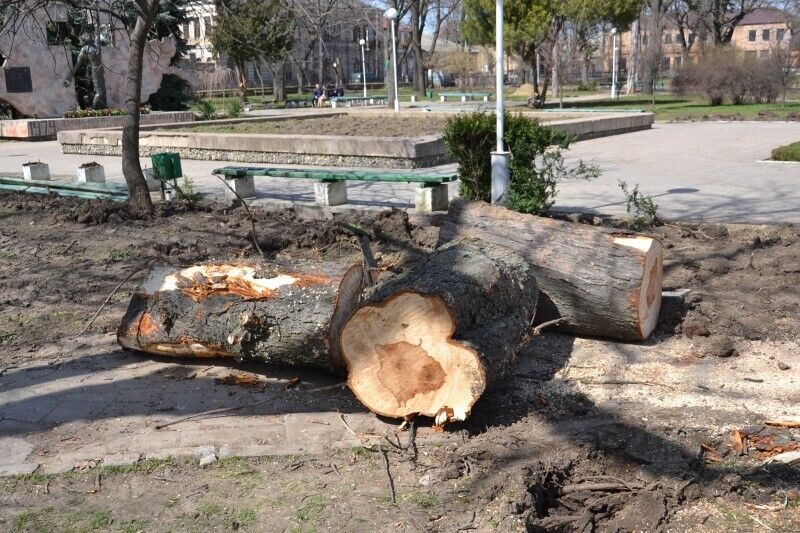 срубленные деревья на земле