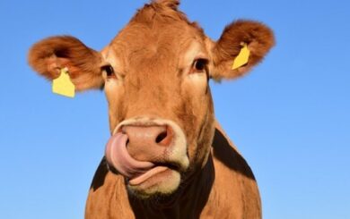 Подружжя з Черкащини продавало неіснуючих корів
