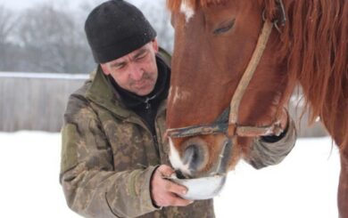 Тварини голодують: на Харківщині фермер втік до рф, кинувши 28 коней
