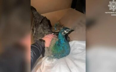 У Києві врятували павича з будівництва: птаха передали ветеринарам і шукають власника