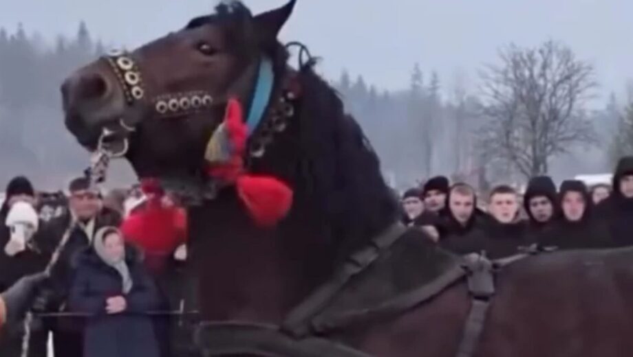 Поліція Прикарпаття відкрила кримінальну справу через можливе жорстоке поводження з кіньми на фестивалі у селі Пороги