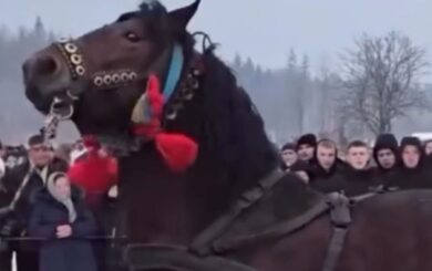 Полиция Прикарпатья возбудила уголовное дело из-за возможного жестокого обращения с лошадьми на фестивале в селе Пороги