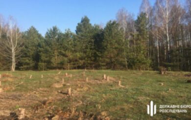 Незаконна вирубка лісу на Київщині: ДБР повідомило про підозру інженеру