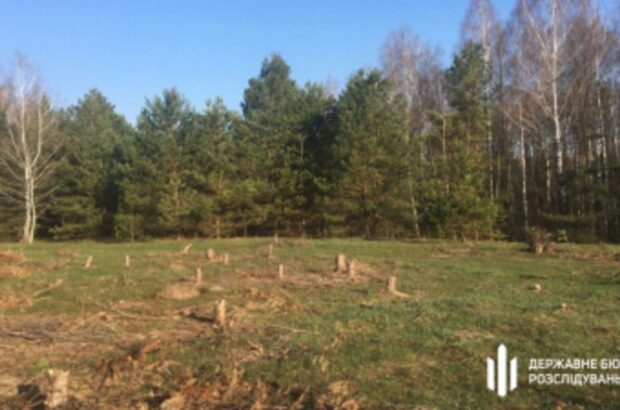 Незаконна вирубка лісу на Київщині: ДБР повідомило про підозру інженеру