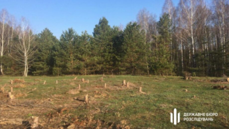 Незаконна вирубка лісу на Київщині: ДБР повідомило про підозру інженеру