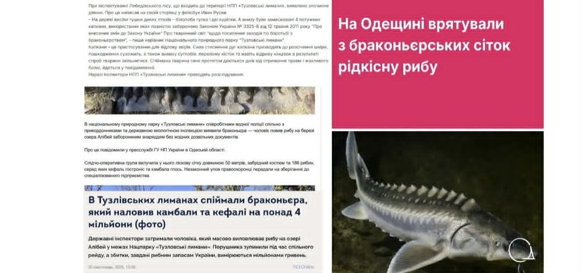 Что известно о ситуации с дельфинами на юге Украины