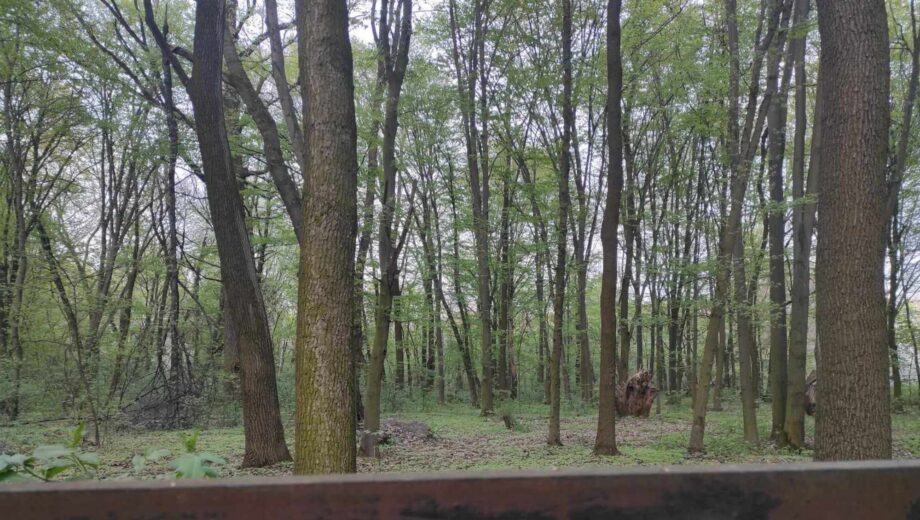Судова війна за урочище Теремки: активісти проти забудовника КСМ-Груп