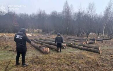Фальсифікація в лісгоспі: на Тернопільщині судитимуть лісівника за фальшиві документи на 86 дубів