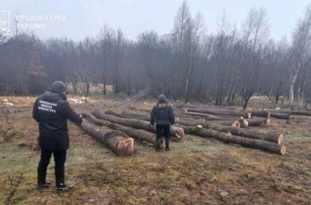 Фальсифікація в лісгоспі: на Тернопільщині судитимуть лісівника за фальшиві документи на 86 дубів