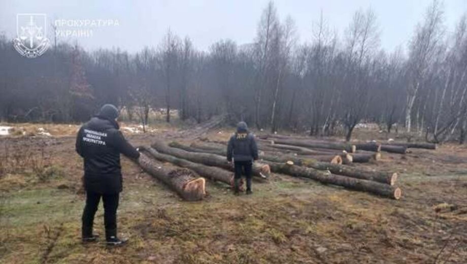 Фальсификация в лесхозе: в Тернопольской области будут судить лесовода за фальшивые документы на 86 дубов