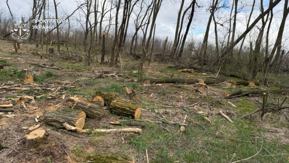 На Днепропетровщине разоблачили »черных лесорубов»: ущерб государству достиг почти 3 млн грн