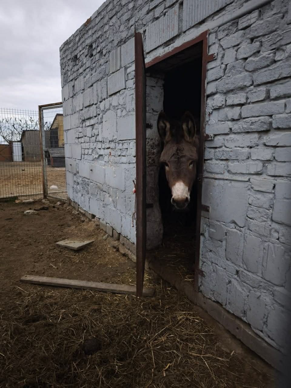 Суд над зоозахисницею: у Польщі розглядають справу Єви Зграбчинської