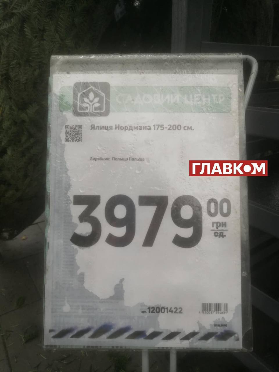 Купити ялинку і збанкрутувати: скільки коштує новорічне дерево