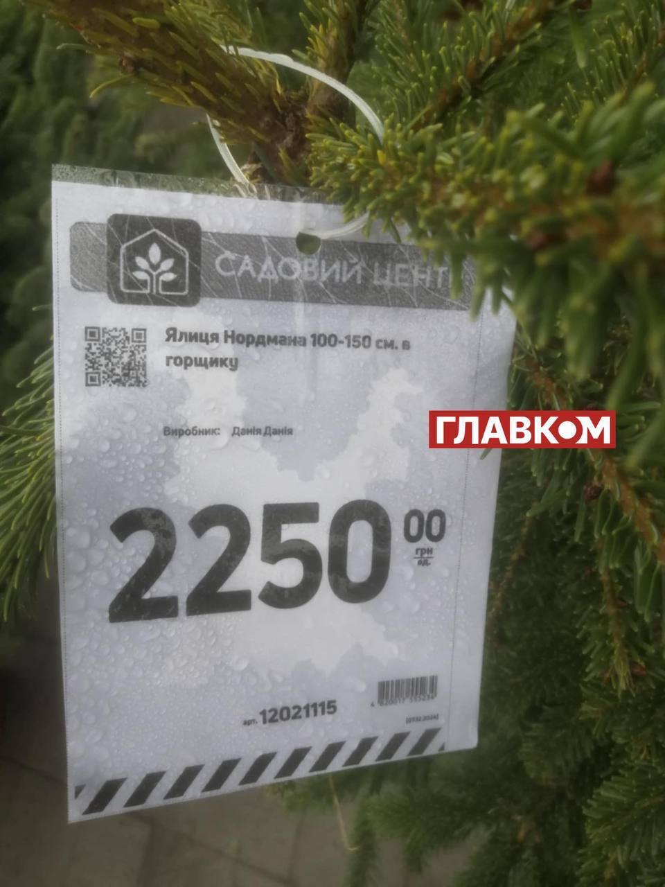 Купити ялинку і збанкрутувати: скільки коштує новорічне дерево