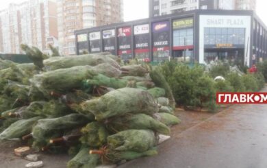 Купить елку и обанкротиться: сколько стоит новогоднее дерево