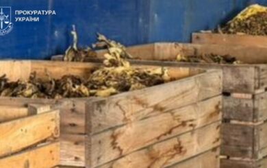 Схема на миллионы: агрария из Буковины подозревается в создании нелегального табачного производства