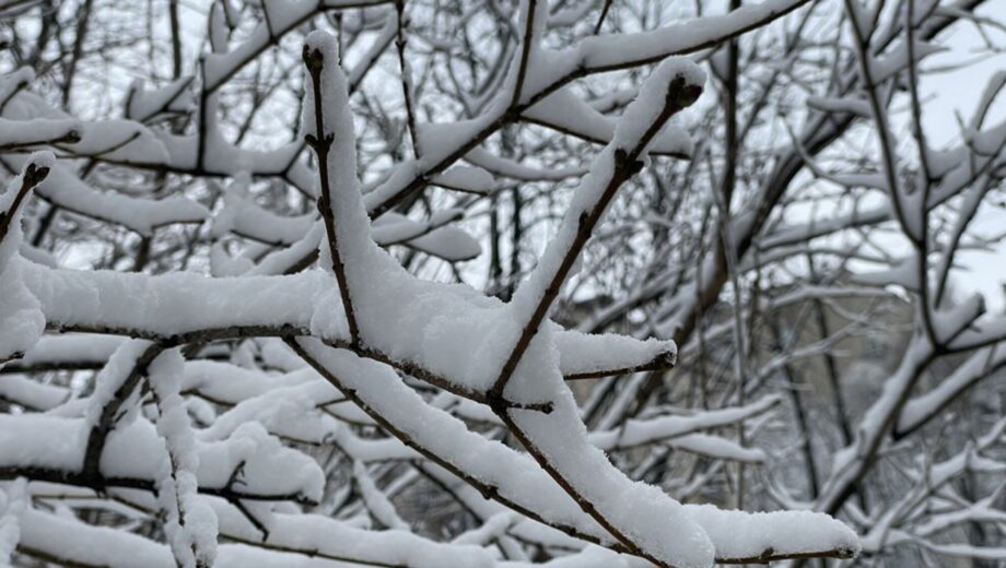 Морозы до -20°C и небольшой снег: прогноз погоды на 12 января
