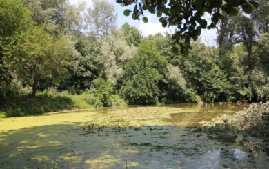 3,3 мільйона гривень за вирубаний ліс: ”Ліси України” зобов’язали компенсувати збитки за незаконну рубку на Київщині