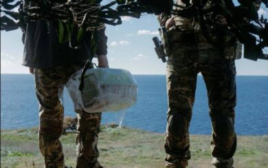 Коти зі Зміїного знайшли новий дім у притулку ”Сіріус”