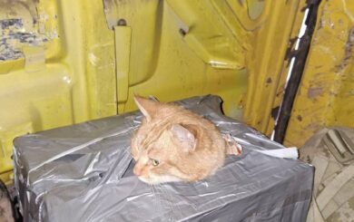 Военные пронесли кота 10 км, спасая его из-под огня у Константиновки