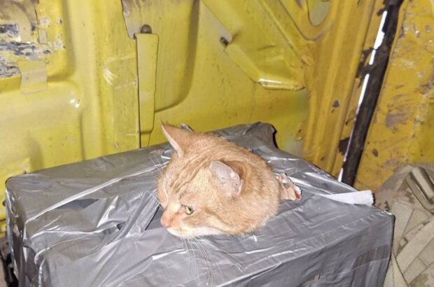 Военные пронесли кота 10 км, спасая его из-под огня у Константиновки