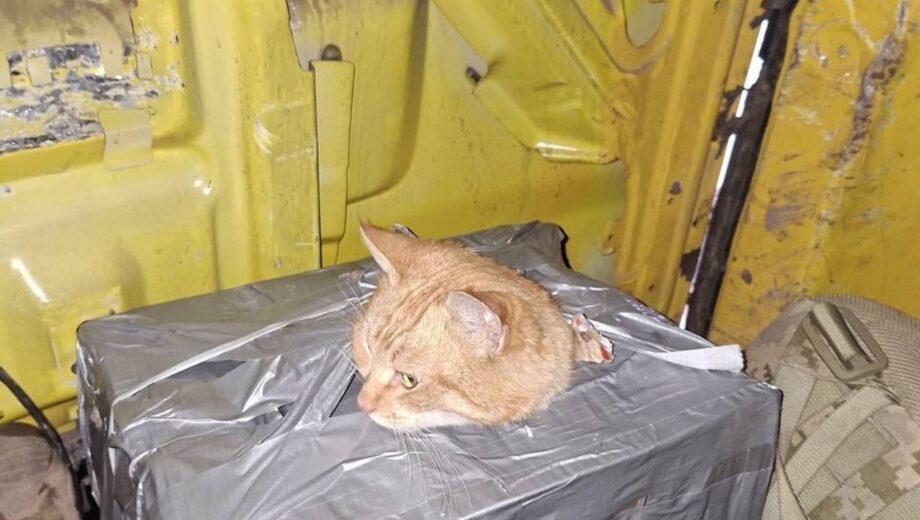 Военные пронесли кота 10 км, спасая его из-под огня у Константиновки
