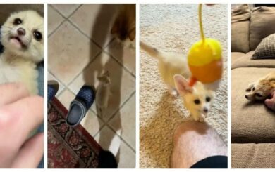 Муж спас на улице »котенка», который оказался диким зверем