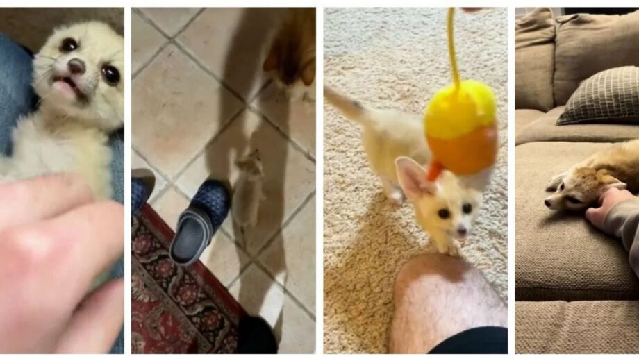 Муж спас на улице »котенка», который оказался диким зверем