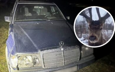 Борис, зірка соцмереж, постраждав у ДТП у Зарічному: водійка втекла