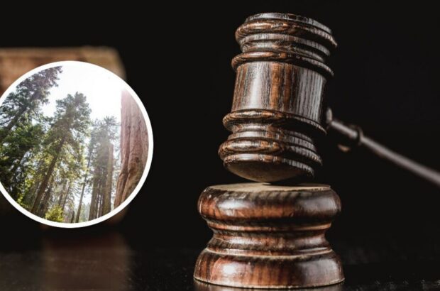 Суд обязал »Леса Украины» оплатить более 10 млн за ущерб окружающей среде