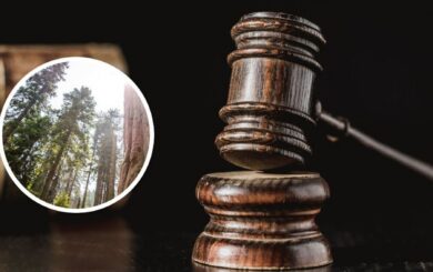 Суд зобов’язав ”Ліси України” сплатити понад 10 млн за шкоду довкіллю