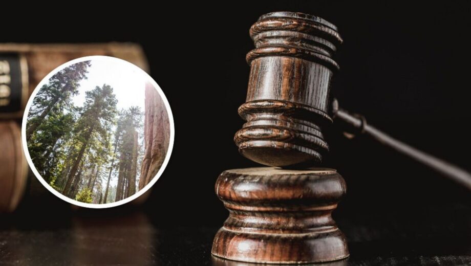 Суд зобов’язав ”Ліси України” сплатити понад 10 млн за шкоду довкіллю