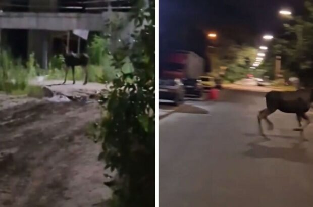Лоси в ловушке: на строительстве в Киеве ночью спасали животных (видео)