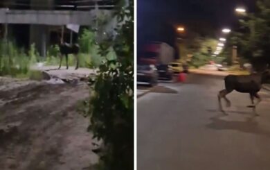Лосі у пастці: на будівництві у Києві серед ночі рятували тварин (відео)