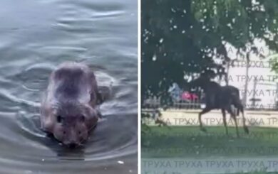 В Киеве заметили лося и бобра: что видео об их появлении в столице