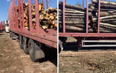 Вивозять ліс фурами: до ”чорних рубок” на Житомирщині може бути причетний кум топпосадовця ГУНП?