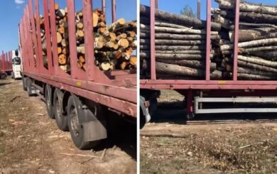 Чорні ”рубки” на Житомирщині? Фірма з оточення топпосадовця ГУНП не отримувала дозволи на розліснення, – облрада