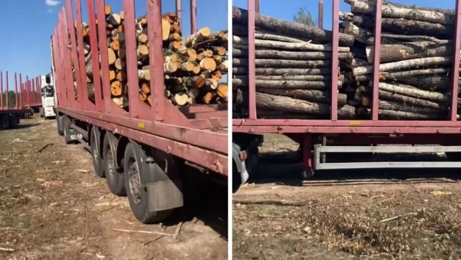 Чорні ”рубки” на Житомирщині? Фірма з оточення топпосадовця ГУНП не отримувала дозволи на розліснення, – облрада