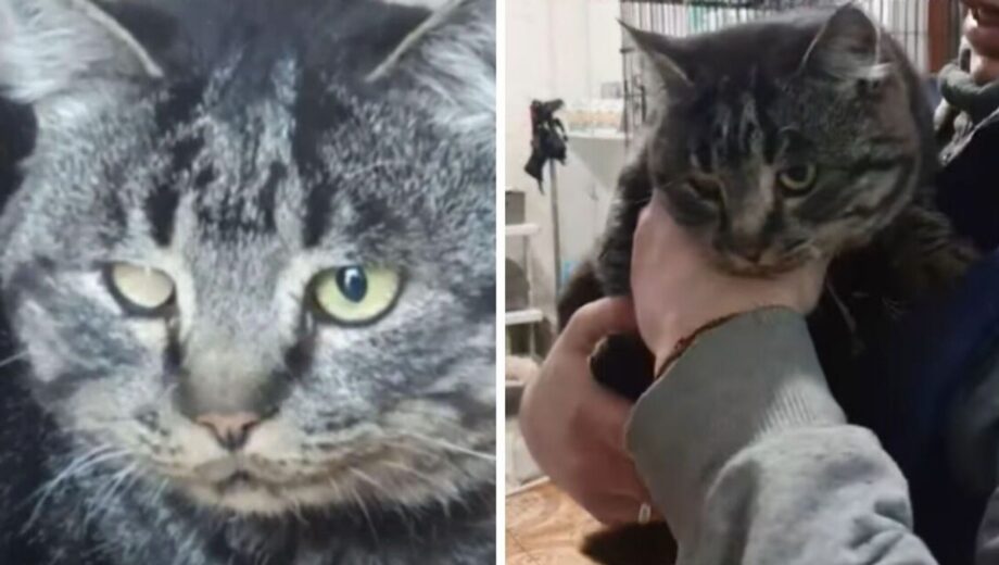 Неожиданный пассажир: кот прибыл в Черкассы вместе с вещами из Донецкой области