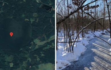 На Поліссі заповідне ”Макове болото” пустили з молотка за 25,5 млн грн: що відомо