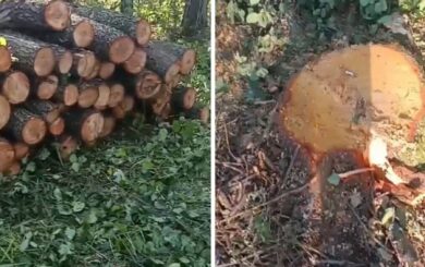 »Черные рубки» под »крышей» полиции? Экоактивисты Житомирщины обвиняют бизнесмена в незаконном вывозе древесины