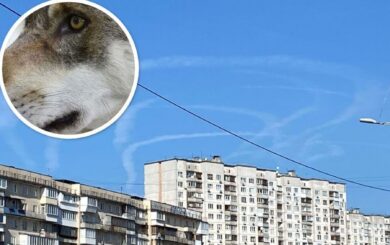 На Оболони волк, удерживаемый в многоэтажке, ранил женщину